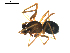  ( - BIOUG00530-E04)  @13 [ ] CC-0  G. Blagoev 2010 Unspecified