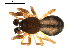  ( - BIOUG00530-E05)  @13 [ ] CC-0  G. Blagoev 2010 Unspecified