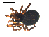  (Steatoda borealis - BIOUG00530-F08)  @13 [ ] CC-0  G. Blagoev 2010 Unspecified