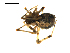  ( - BIOUG00530-G01)  @13 [ ] CC-0  G. Blagoev 2010 Unspecified