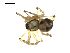  ( - BIOUG00530-G02)  @13 [ ] CC-0  G. Blagoev 2010 Unspecified