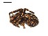  ( - BIOUG00612-A11)  @12 [ ] CC-0  G. Blagoev 2010 Unspecified