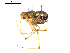  ( - BIOUG00612-B08)  @13 [ ] CC-0  G. Blagoev 2010 Unspecified