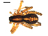  ( - BIOUG00612-C02)  @13 [ ] CC-0  G. Blagoev 2010 Unspecified