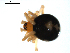  ( - BIOUG00612-G06)  @12 [ ] CC-0  G. Blagoev 2010 Unspecified