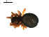  ( - BIOUG00612-H05)  @12 [ ] CC-0  G. Blagoev 2010 Unspecified