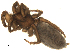  ( - CCDB-08825B07)  @12 [ ] CC-0  G. Blagoev 2010 Unspecified