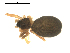  (Agyneta sp. 1GAB - CCDB-08825F08)  @13 [ ] CC-0  G. Blagoev 2010 Unspecified