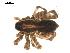  ( - CCDB-08825H05)  @12 [ ] CC-0  G. Blagoev 2010 Unspecified