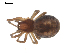  ( - CCDB-08825H11)  @14 [ ] CC-0  G. Blagoev 2010 Unspecified