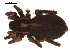  ( - 09PROBE-1589-01)  @12 [ ] CreativeCommons - Attribution (2009) Gergin Blagoev, Centre for Biodiversity Genomics Centre for Biodiversity Genomics