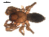  (Drassodes mirus - 09PROBE-1673-01)  @13 [ ] CreativeCommons - Attribution (2009) Gergin Blagoev, Centre for Biodiversity Genomics Centre for Biodiversity Genomics