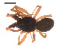  ( - 09PROBE-1676-01)  @13 [ ] CreativeCommons - Attribution (2009) Gergin Blagoev, Centre for Biodiversity Genomics Centre for Biodiversity Genomics