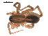  ( - 09PROBE-1680-01)  @13 [ ] CreativeCommons - Attribution (2009) Gergin Blagoev, Centre for Biodiversity Genomics Centre for Biodiversity Genomics