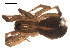  ( - 09PROBE-1680-06)  @13 [ ] CreativeCommons - Attribution (2009) Gergin Blagoev, Centre for Biodiversity Genomics Centre for Biodiversity Genomics