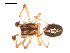  ( - 09PROBE-1681-01)  @12 [ ] CreativeCommons - Attribution (2009) Gergin Blagoev, Centre for Biodiversity Genomics Centre for Biodiversity Genomics