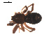  ( - 09PROBE-1697-01)  @12 [ ] CreativeCommons - Attribution (2009) Gergin Blagoev, Centre for Biodiversity Genomics Centre for Biodiversity Genomics