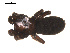  ( - 09PROBE-1704-01)  @12 [ ] CreativeCommons - Attribution (2009) Gergin Blagoev, Centre for Biodiversity Genomics Centre for Biodiversity Genomics