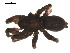  ( - 09PROBE-1705-01)  @12 [ ] CreativeCommons - Attribution (2009) Gergin Blagoev, Centre for Biodiversity Genomics Centre for Biodiversity Genomics