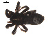  (Zelotes sula - 09PROBE-1710-01)  @13 [ ] CreativeCommons - Attribution (2009) Gergin Blagoev, Centre for Biodiversity Genomics Centre for Biodiversity Genomics
