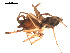  ( - 09PROBE-1715-01)  @12 [ ] CreativeCommons - Attribution (2009) Gergin Blagoev, Centre for Biodiversity Genomics Centre for Biodiversity Genomics