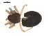  ( - 09PROBE-1737-01)  @12 [ ] CreativeCommons - Attribution (2009) Gergin Blagoev, Centre for Biodiversity Genomics Centre for Biodiversity Genomics