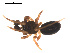  ( - 09PROBE-1752-01)  @12 [ ] CreativeCommons - Attribution (2009) Gergin Blagoev, Centre for Biodiversity Genomics Centre for Biodiversity Genomics