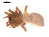  ( - 09PROBE-1776-01)  @12 [ ] CreativeCommons - Attribution (2009) Gergin Blagoev, Centre for Biodiversity Genomics Centre for Biodiversity Genomics
