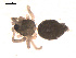  ( - 09PROBE-1811-01)  @12 [ ] CreativeCommons - Attribution (2009) Gergin Blagoev, Centre for Biodiversity Genomics Centre for Biodiversity Genomics
