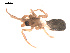 ( - 09PROBE-1816-01)  @12 [ ] CreativeCommons - Attribution (2009) Gergin Blagoev, Centre for Biodiversity Genomics Centre for Biodiversity Genomics