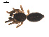  ( - 09PROBE-1824-01)  @12 [ ] CreativeCommons - Attribution (2009) Gergin Blagoev, Centre for Biodiversity Genomics Centre for Biodiversity Genomics