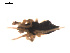  ( - 09PROBE-1829-01)  @12 [ ] CreativeCommons - Attribution (2009) Gergin Blagoev, Centre for Biodiversity Genomics Centre for Biodiversity Genomics