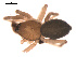  ( - 09PROBE-1834-01)  @13 [ ] CreativeCommons - Attribution (2009) Gergin Blagoev, Centre for Biodiversity Genomics Centre for Biodiversity Genomics