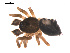  ( - 09PROBE-1842-01)  @13 [ ] CreativeCommons - Attribution (2009) Gergin Blagoev, Centre for Biodiversity Genomics Centre for Biodiversity Genomics