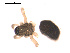  ( - 09PROBE-1854-01)  @12 [ ] CreativeCommons - Attribution (2009) Gergin Blagoev, Centre for Biodiversity Genomics Centre for Biodiversity Genomics