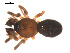  ( - 09PROBE-1858-01)  @12 [ ] CreativeCommons - Attribution (2009) Gergin Blagoev, Centre for Biodiversity Genomics Centre for Biodiversity Genomics
