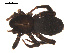  ( - 09PROBE-1876-01)  @13 [ ] CreativeCommons - Attribution (2009) Gergin Blagoev, Centre for Biodiversity Genomics Centre for Biodiversity Genomics