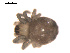  ( - 09PROBE-1978-105)  @13 [ ] CreativeCommons - Attribution (2009) Gergin Blagoev, Centre for Biodiversity Genomics Centre for Biodiversity Genomics