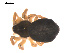  ( - 09PROBE-1978-111)  @13 [ ] CreativeCommons - Attribution (2009) Gergin Blagoev, Centre for Biodiversity Genomics Centre for Biodiversity Genomics