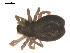  ( - 09PROBE-1978-112)  @12 [ ] CreativeCommons - Attribution (2009) Gergin Blagoev, Centre for Biodiversity Genomics Centre for Biodiversity Genomics