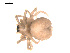  ( - 09PROBE-1978-118)  @13 [ ] CreativeCommons - Attribution (2009) Gergin Blagoev, Centre for Biodiversity Genomics Centre for Biodiversity Genomics