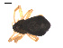  ( - 09PROBE-1978-125)  @12 [ ] CreativeCommons - Attribution (2009) Gergin Blagoev, Centre for Biodiversity Genomics Centre for Biodiversity Genomics