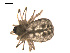  ( - 09PROBE-1978-126)  @12 [ ] CreativeCommons - Attribution (2009) Gergin Blagoev, Centre for Biodiversity Genomics Centre for Biodiversity Genomics