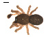  ( - 09PROBE-1978-146)  @13 [ ] CreativeCommons - Attribution (2009) Gergin Blagoev, Centre for Biodiversity Genomics Centre for Biodiversity Genomics