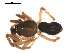  ( - 09PROBE-1978-150)  @13 [ ] CreativeCommons - Attribution (2009) Gergin Blagoev, Centre for Biodiversity Genomics Centre for Biodiversity Genomics