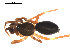  ( - 09PROBE-1978-151)  @12 [ ] CreativeCommons - Attribution (2009) Gergin Blagoev, Centre for Biodiversity Genomics Centre for Biodiversity Genomics