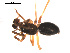  ( - 09PROBE-1978-152)  @12 [ ] CreativeCommons - Attribution (2009) Gergin Blagoev, Centre for Biodiversity Genomics Centre for Biodiversity Genomics
