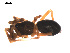 ( - 09PROBE-1978-153)  @12 [ ] CreativeCommons - Attribution (2009) Gergin Blagoev, Centre for Biodiversity Genomics Centre for Biodiversity Genomics