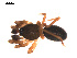  ( - 09PROBE-1978-154)  @12 [ ] CreativeCommons - Attribution (2009) Gergin Blagoev, Centre for Biodiversity Genomics Centre for Biodiversity Genomics