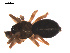  ( - 09PROBE-1978-155)  @13 [ ] CreativeCommons - Attribution (2009) Gergin Blagoev, Centre for Biodiversity Genomics Centre for Biodiversity Genomics